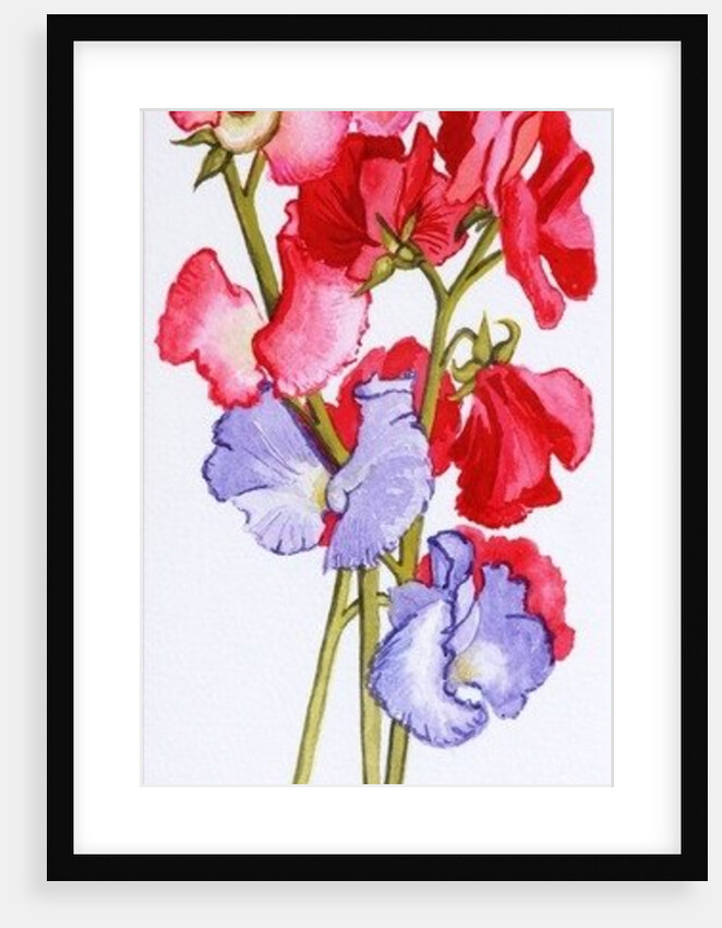 Three Sweet Peas, 2011 by Joan Thewsey
