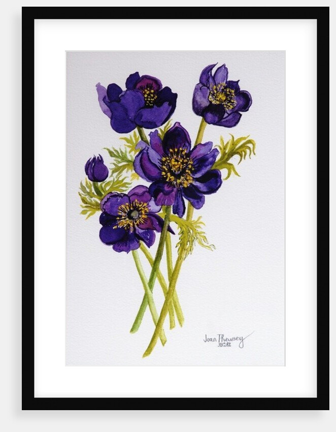Anemones, 2011, by Joan Thewsey