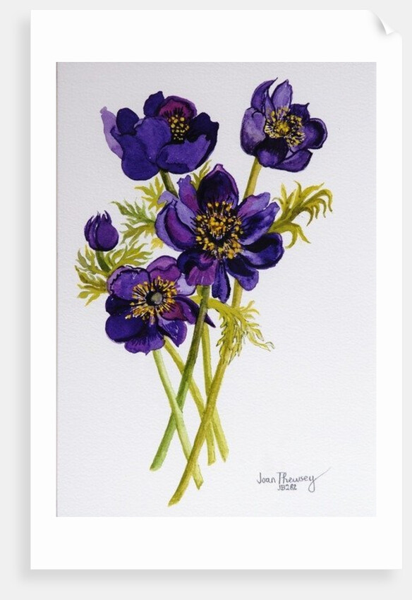 Anemones, 2011 by Joan Thewsey