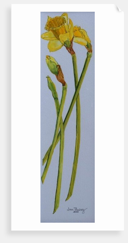 Four Daffodil Stems, 2011 by Joan Thewsey