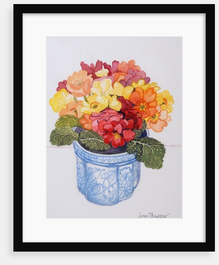 The Multicoloured Primrose, 2011 by Joan Thewsey