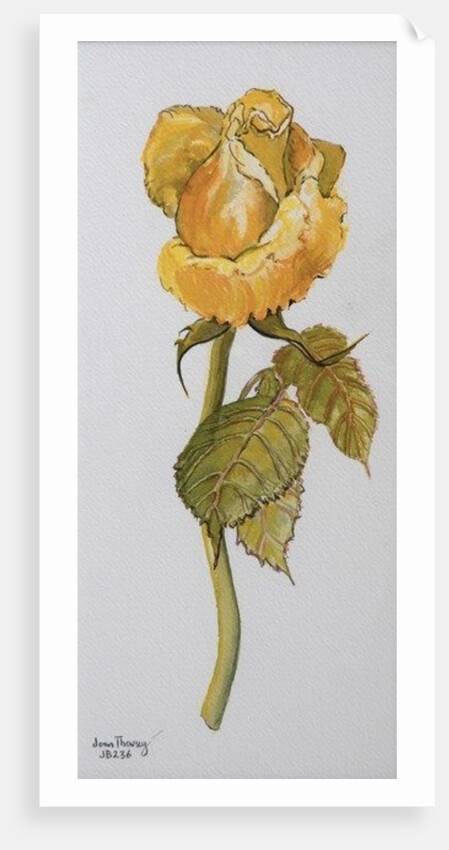 Single Yellow Rose Arthur Bell, 2006 by Joan Thewsey