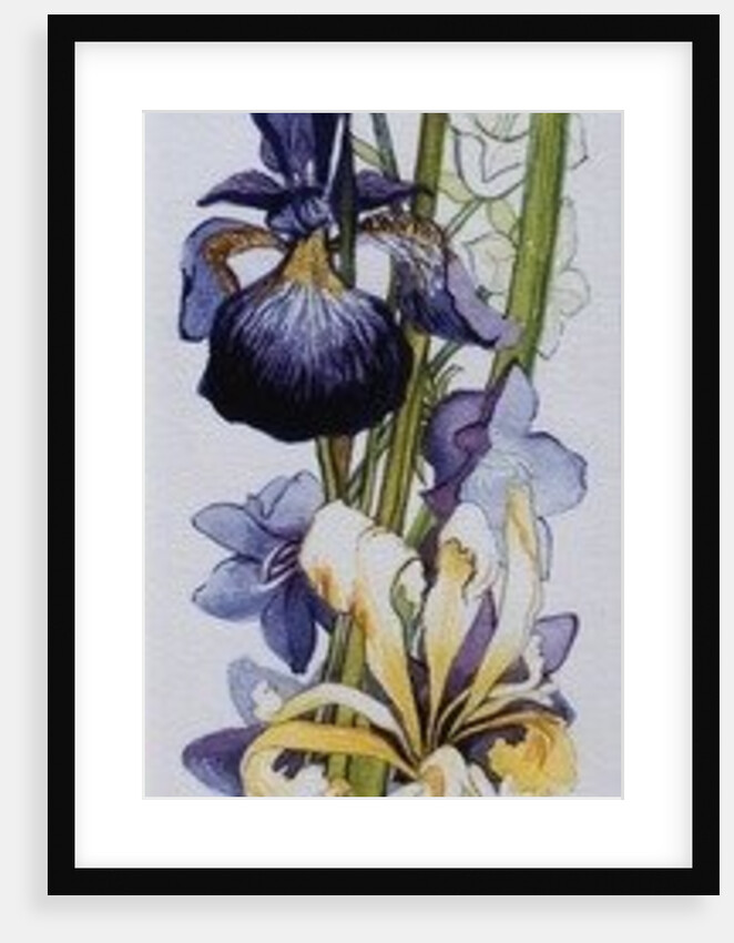 Purple and Yellow Irises with White and Mauve Campanulas, 2013 by Joan Thewsey