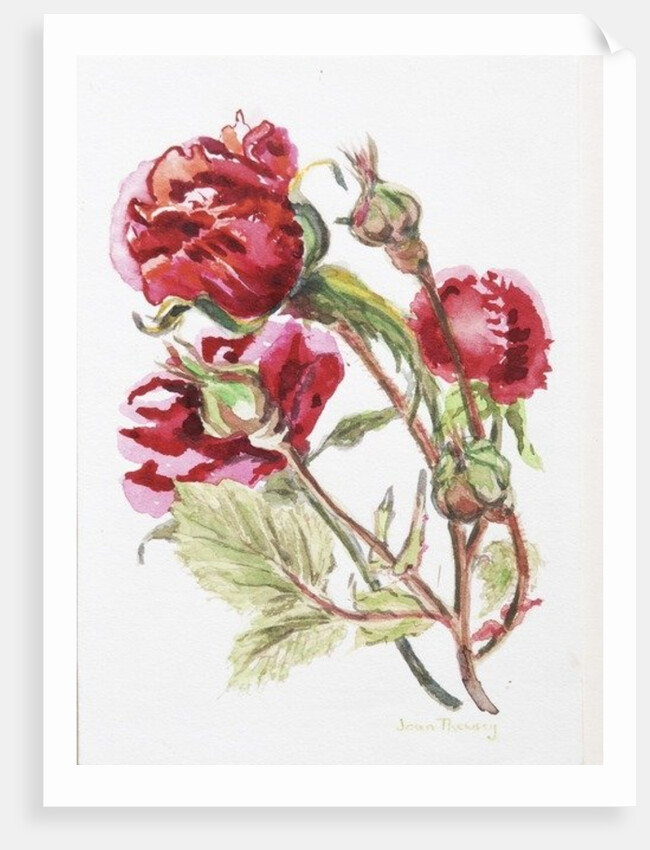 Red Rose Spray, 2001 by Joan Thewsey