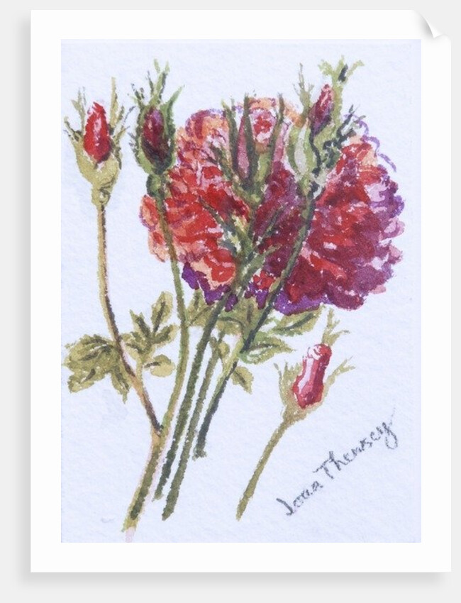 Little Red Roses, 2005 by Joan Thewsey
