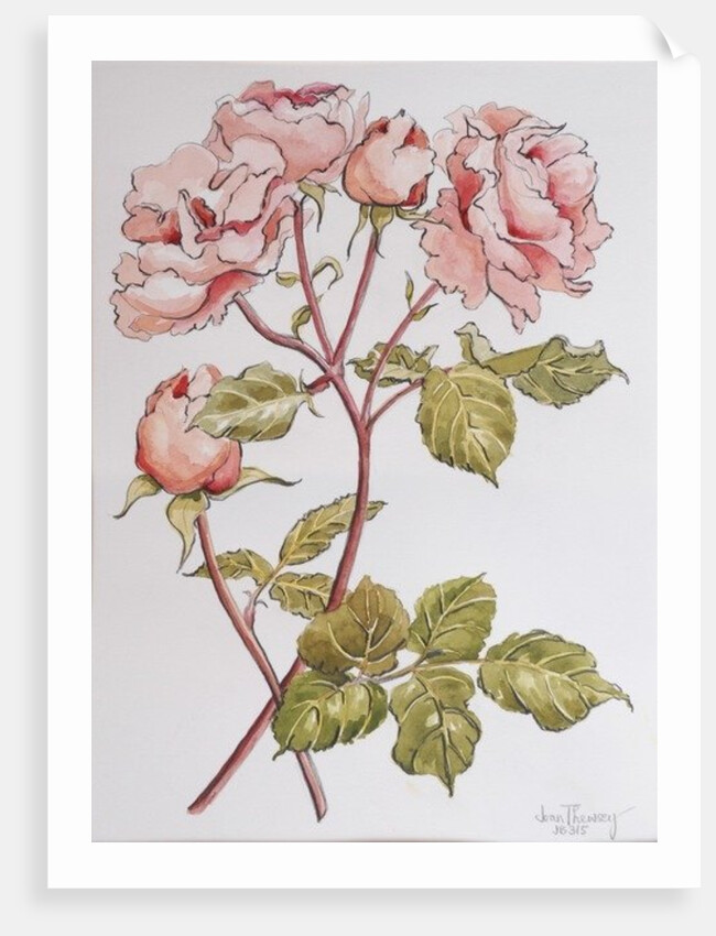 Roses,Abraham Darby, 2012 by Joan Thewsey