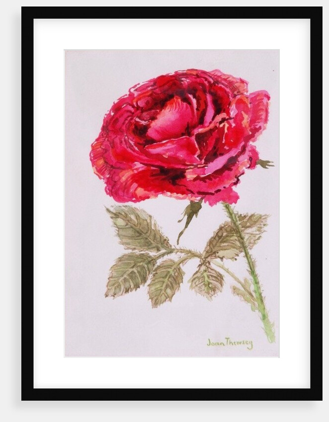 A Red Rose, 2000 by Joan Thewsey