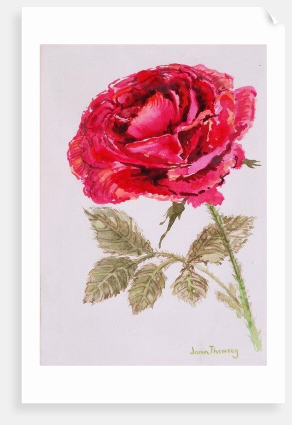 A Red Rose, 2000 by Joan Thewsey
