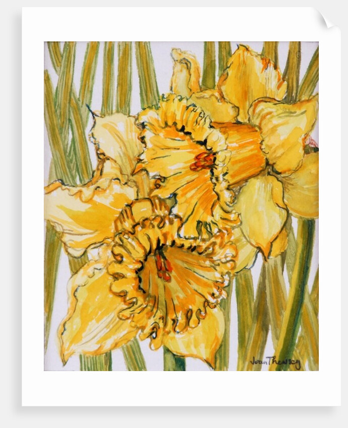 Two Daffodils, 2001 by Joan Thewsey