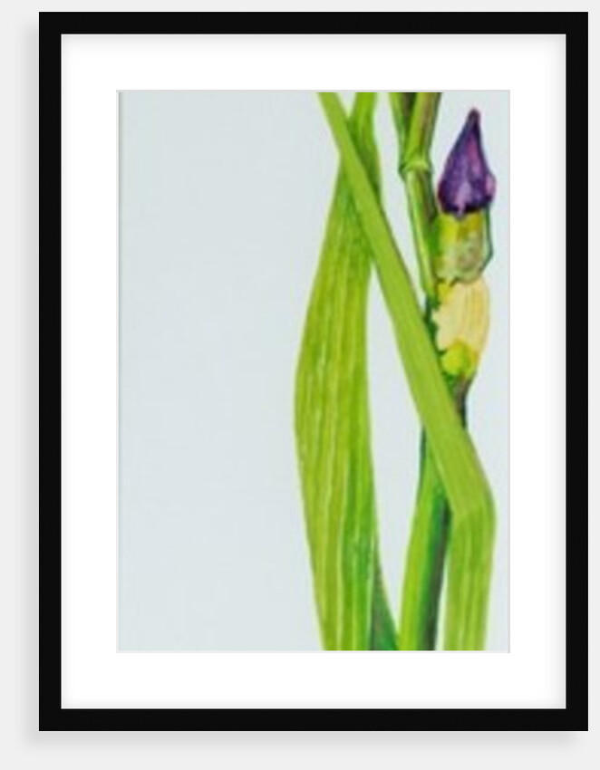Iris with Three Buds, 2010 by Joan Thewsey