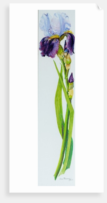 Iris with Three Buds, 2010 by Joan Thewsey