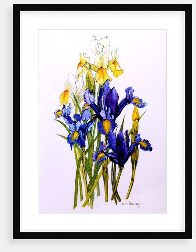 Three Purple and Two Yellow Iris with Buds, 2010 by Joan Thewsey