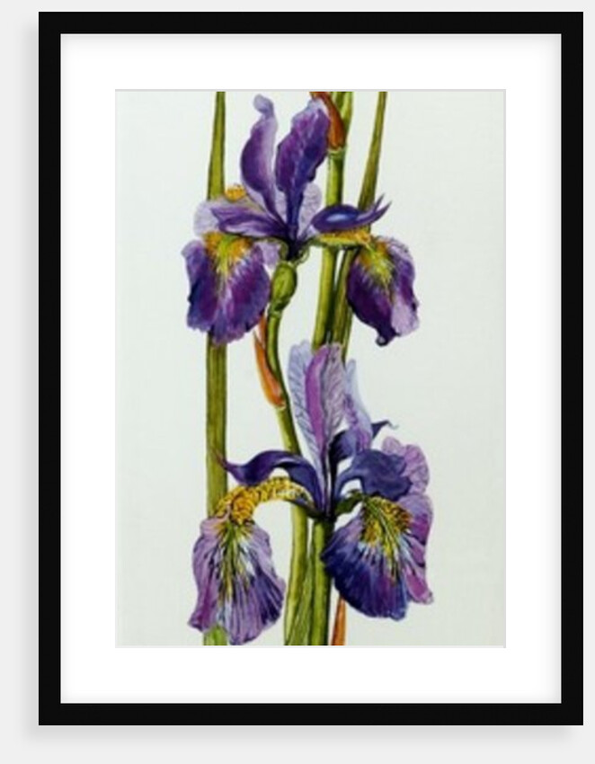 Three Irises with Leaves, 2010 by Joan Thewsey