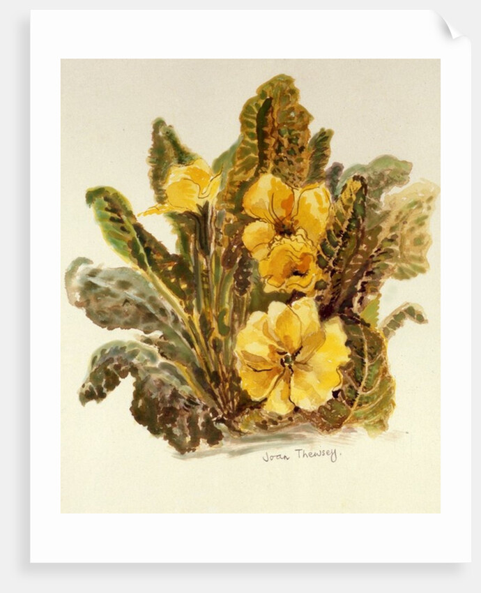 Primrose, 2010 by Joan Thewsey