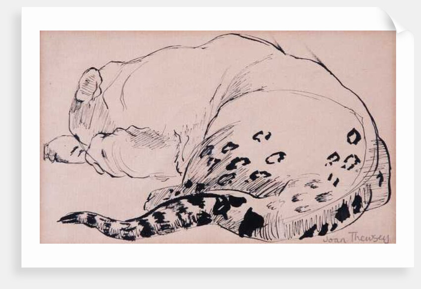 Sketch,Leopard,London Zoo, 2005 by Joan Thewsey
