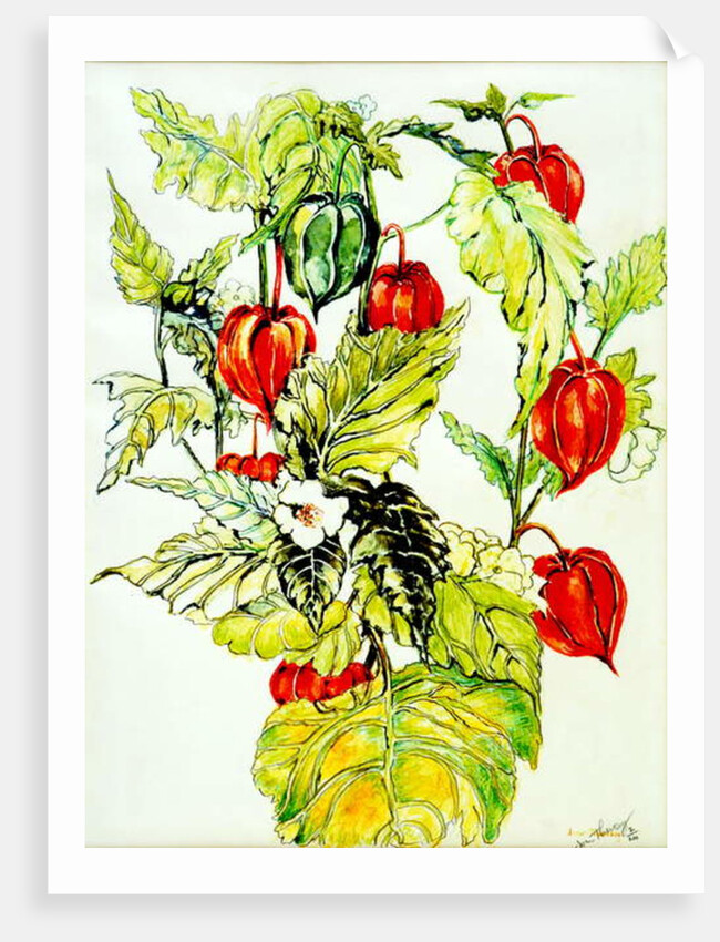 Chinese Lantern Spray, 2005 by Joan Thewsey