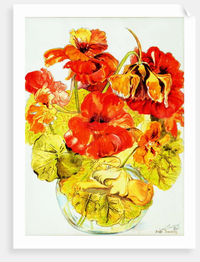Nasturtiums, 2005 by Joan Thewsey
