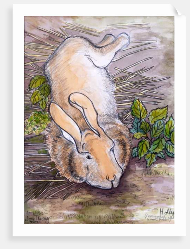 Holly, the Giant Continental Rabbit, 2002 by Joan Thewsey