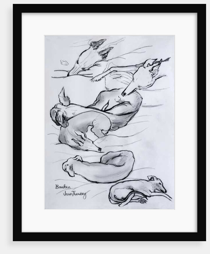 Bracken, the whippet, 2000 by Joan Thewsey