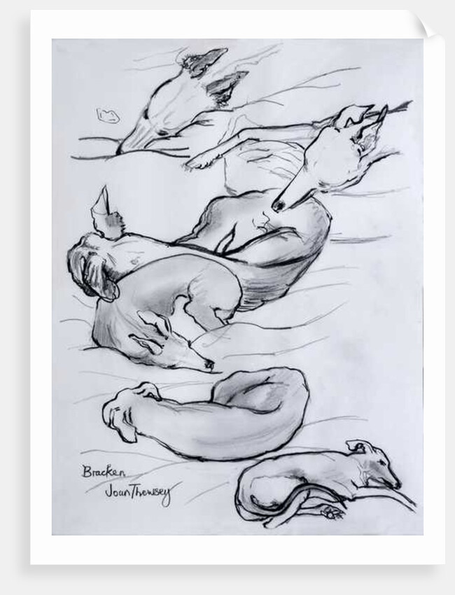 Bracken, the whippet, 2000 by Joan Thewsey