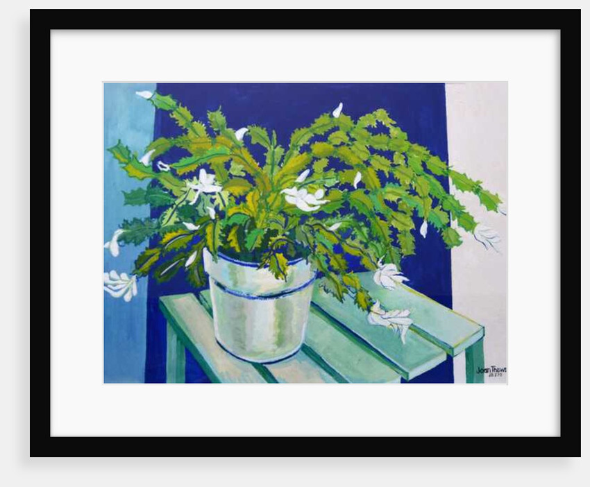 Christmas Cactus, 2000 by Joan Thewsey