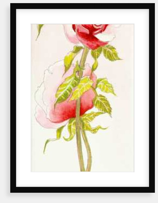 Two Queen Elizabeth Roses, 2000 by Joan Thewsey