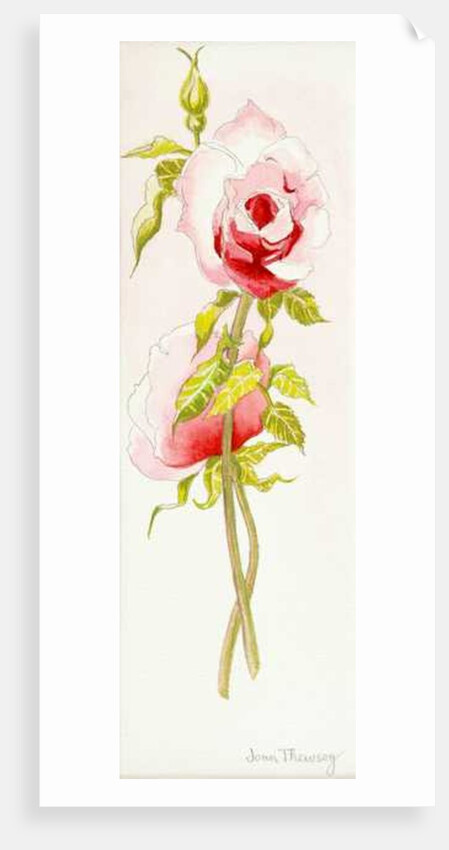 Two Queen Elizabeth Roses, 2000 by Joan Thewsey