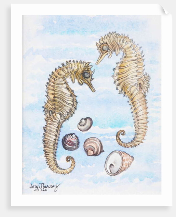 Two Seahorses, with Shells, 2000 by Joan Thewsey