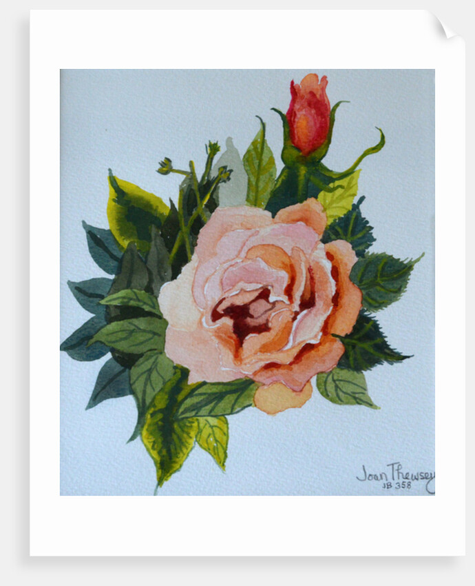 Pink Rose and Bud, 1986 by Joan Thewsey