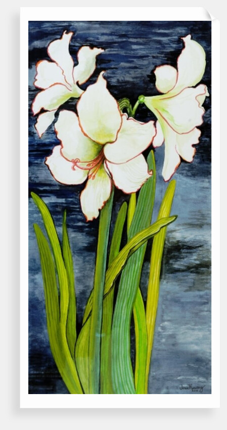 Amaryllis against a night sky by Joan Thewsey