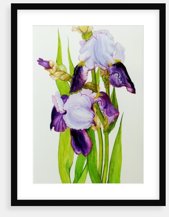 Mauve and purple irises with two buds by Joan Thewsey
