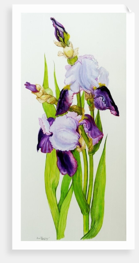 Mauve and purple irises with two buds by Joan Thewsey