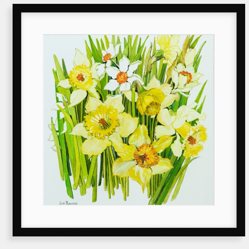 Daffodils and narcissus by Joan Thewsey