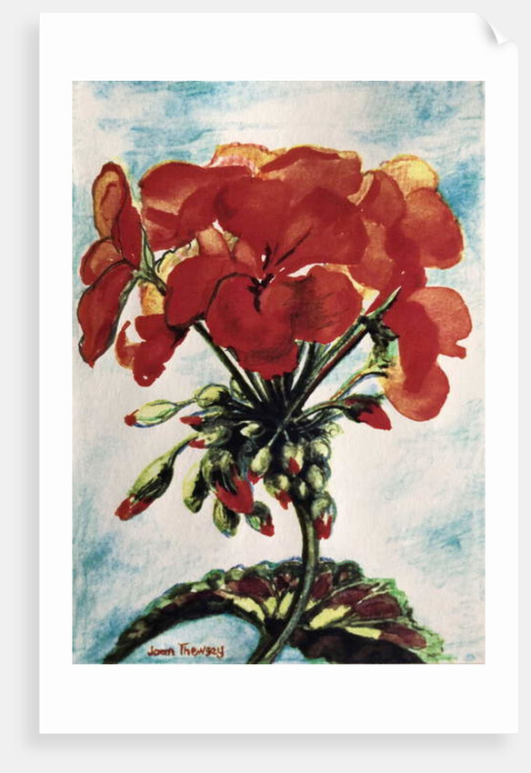 Geranium by Joan Thewsey