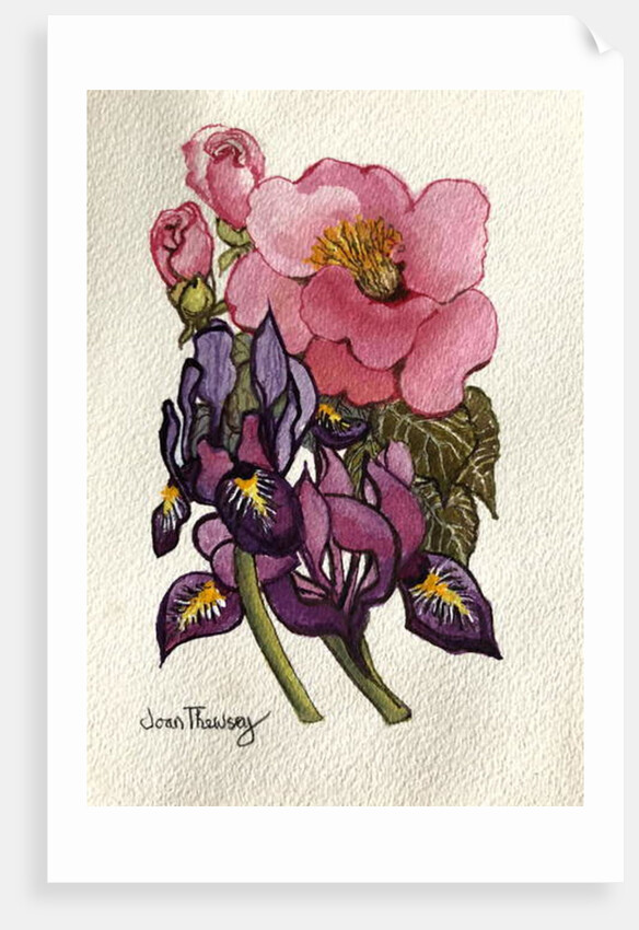 Camellia and Dutch Iris by Joan Thewsey