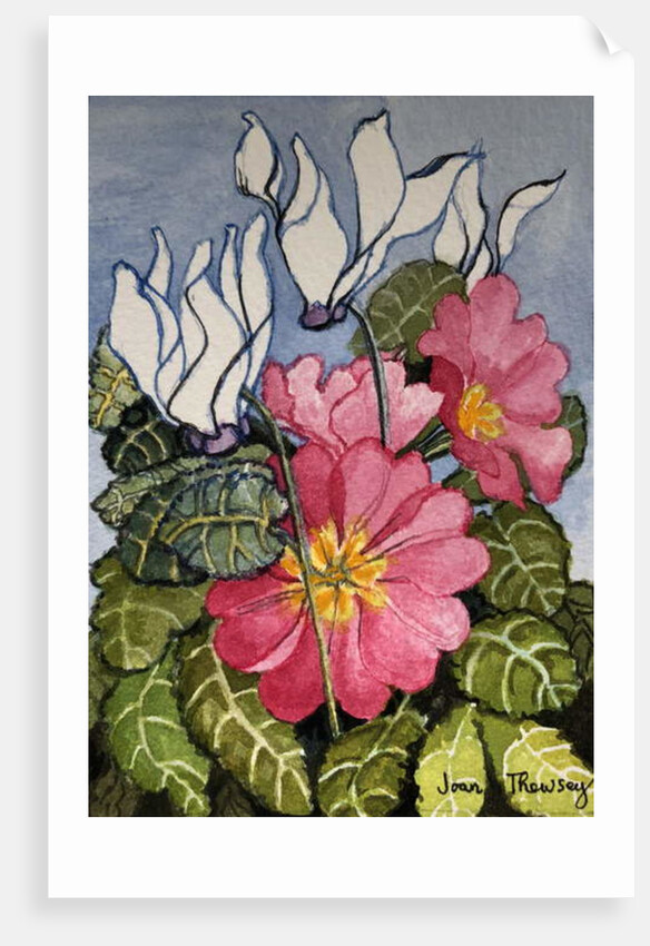 Cyclamen and Primrose by Joan Thewsey