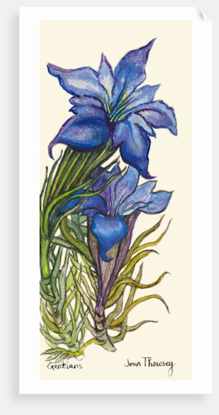 Gentians by Joan Thewsey