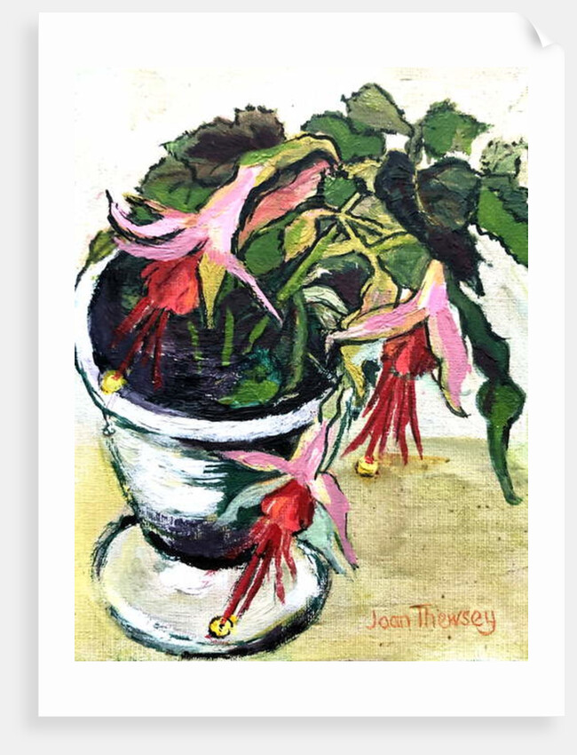 Fuchsias by Joan Thewsey