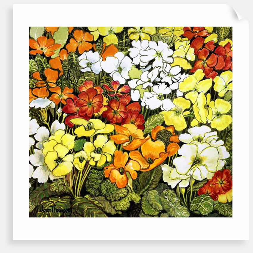 Primrose Border, white, yellow, orange and red primroses by Joan Thewsey