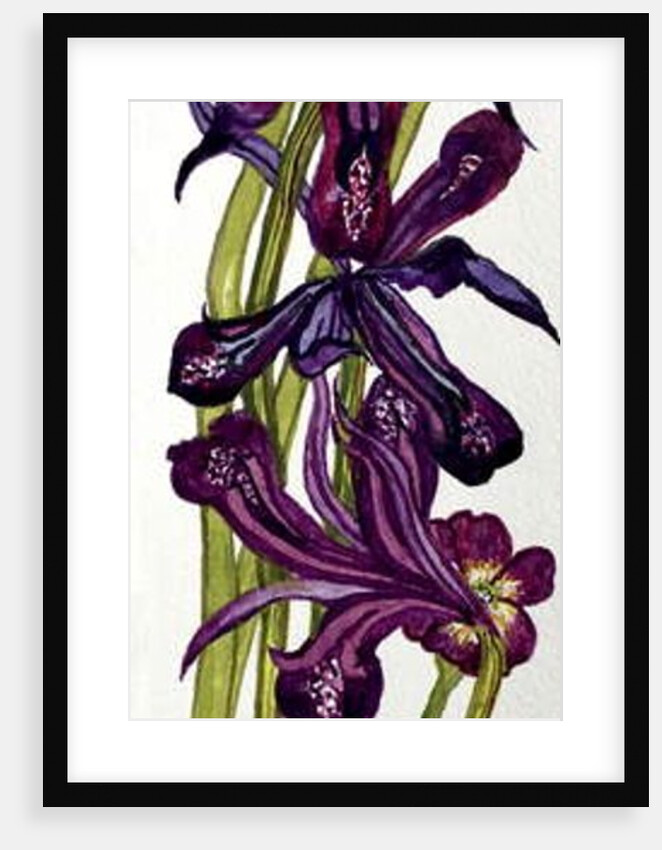 Irises and Primroses by Joan Thewsey