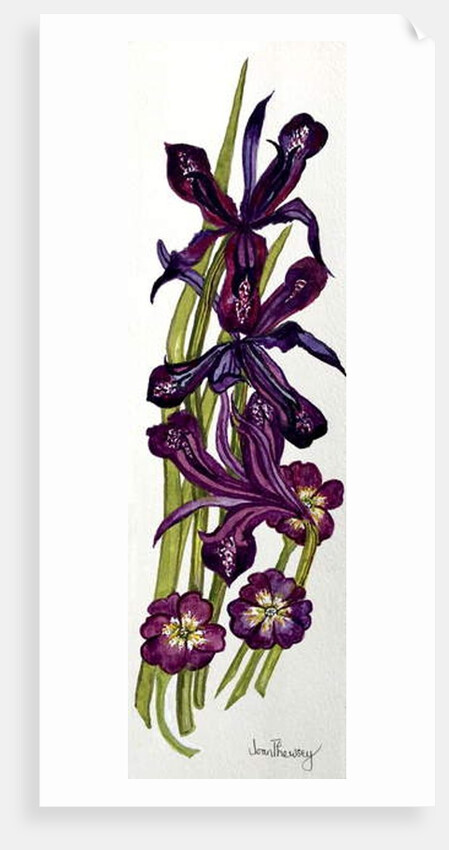 Irises and Primroses by Joan Thewsey