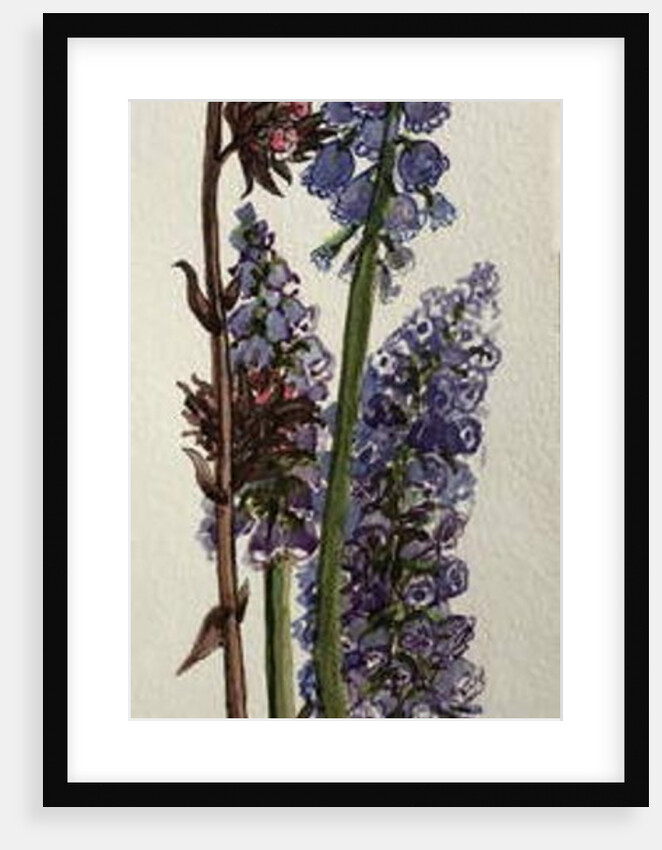Muscari and Viburnum bodnantense by Joan Thewsey