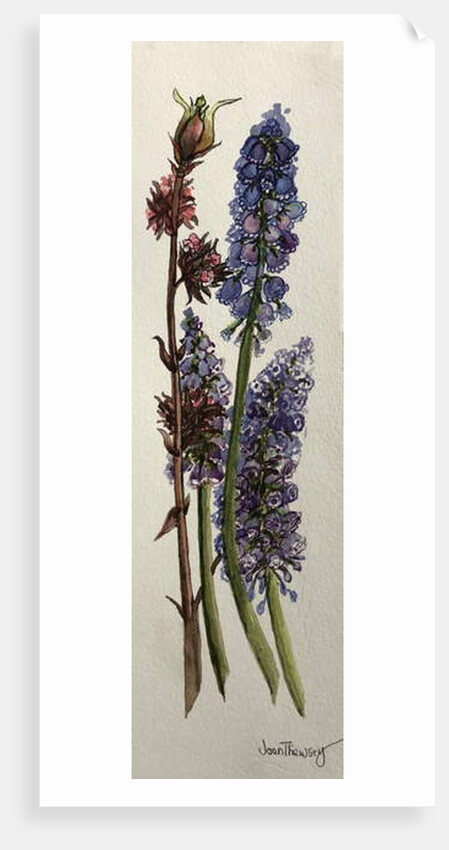 Muscari and Viburnum bodnantense by Joan Thewsey