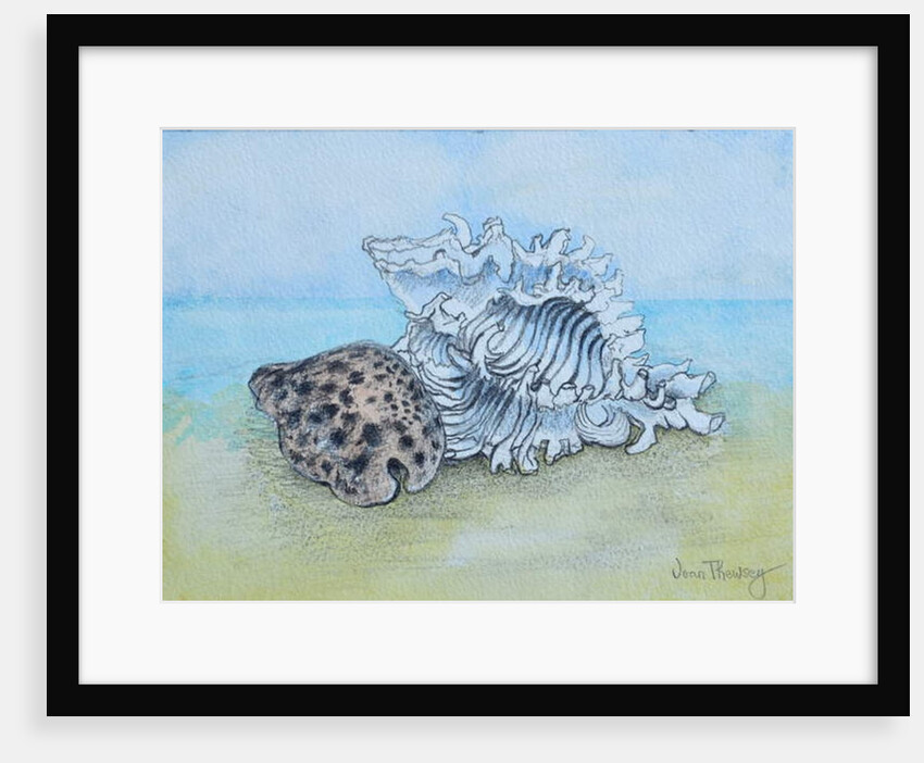 Two Seashells by Joan Thewsey