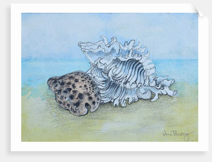 Two Seashells by Joan Thewsey