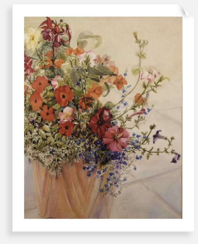Petunias, Lobelias, Busy Lizzies and Fuschia in a Terracotta Pot by Joan Thewsey
