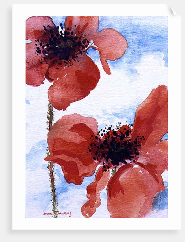 Poppies by Joan Thewsey