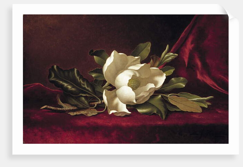 The Magnolia Blossom, 1888 by Martin Johnson Heade