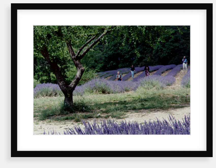 Tree in Lavender Field, in the Grounds of Abbaye Senanque, Provence, France, 1999 by Trevor Neal