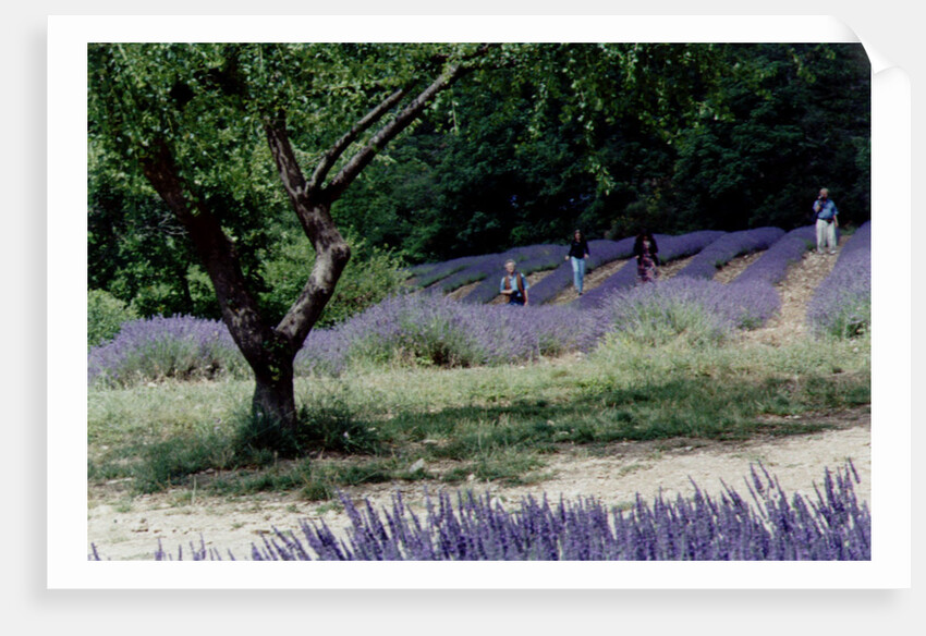 Tree in Lavender Field, in the Grounds of Abbaye Senanque, Provence, France, 1999 by Trevor Neal